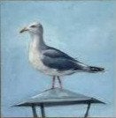 hans mijnsbergen, meeuw, Antiek en Kunst, Kunst | Schilderijen | Klassiek, Ophalen, Origineel werk