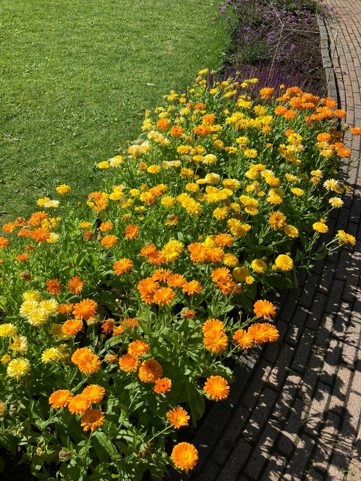 Goudsbloem zaadjes, Ophalen of Verzenden, Volle zon
