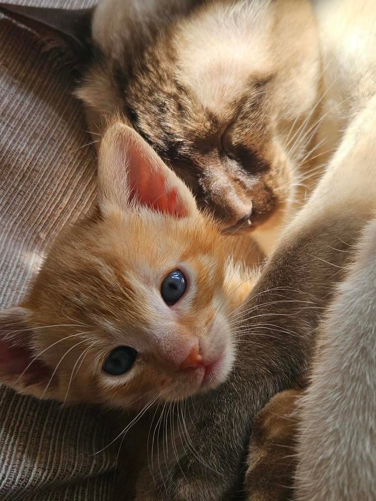 Siamees kruising rode kater, Dieren en Toebehoren, Kater, Kortharig, 0 tot 2 jaar
