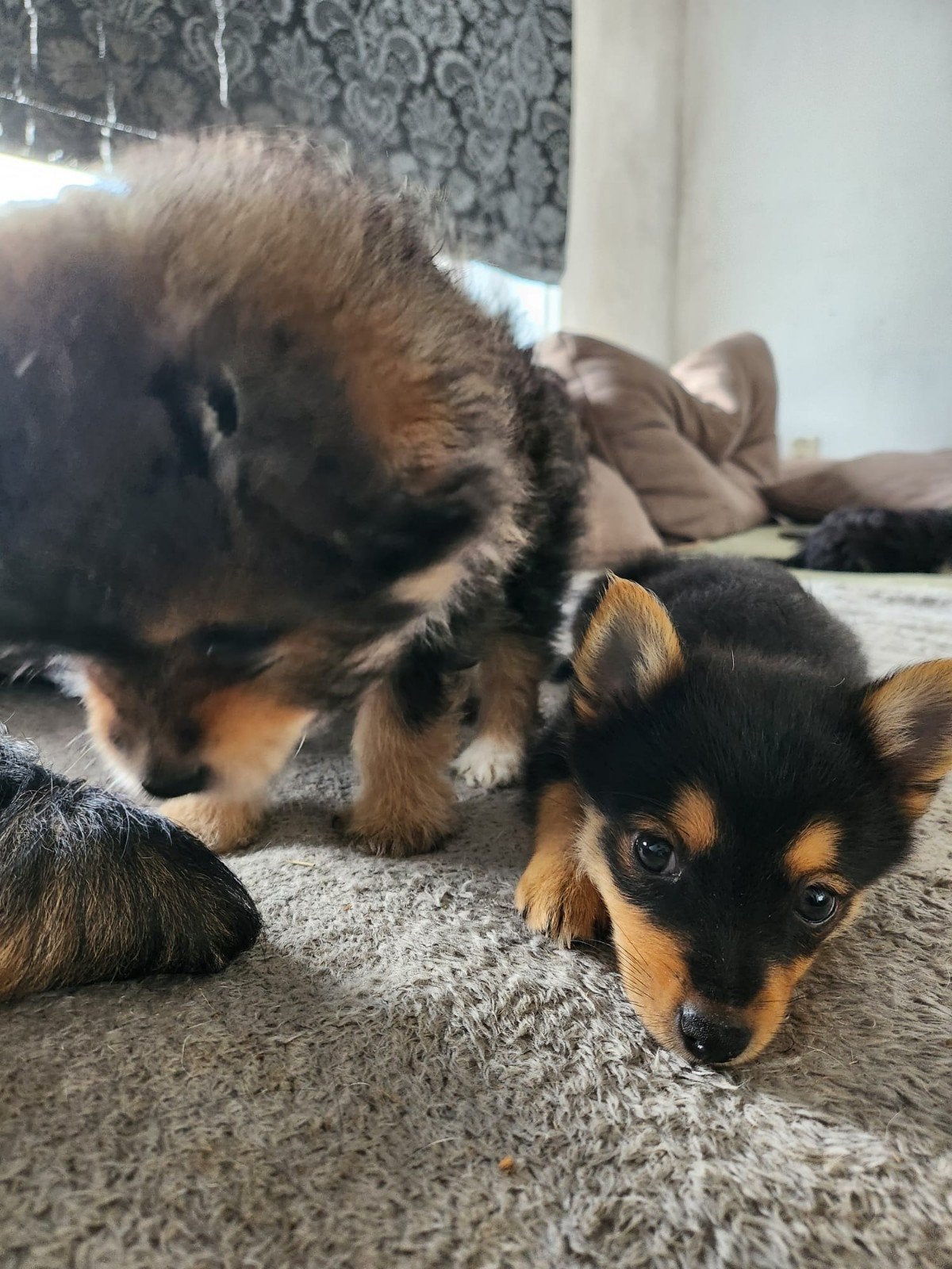 pups, Overige rassen, Meerdere, Meerdere dieren, Nederland