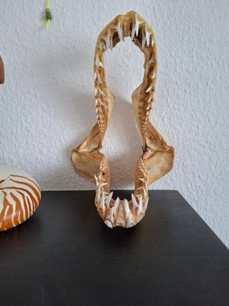 Prachtige grote haaienkaak taxidermie haai kaak, Ophalen of Verzenden, Zo goed als nieuw, Insect, Opgezet dier