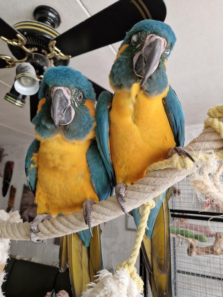 Twee mooie blauwkeel ara's (mannen), Dieren en Toebehoren, Vogels | Parkieten en Papegaaien, Papegaai, Mannelijk
