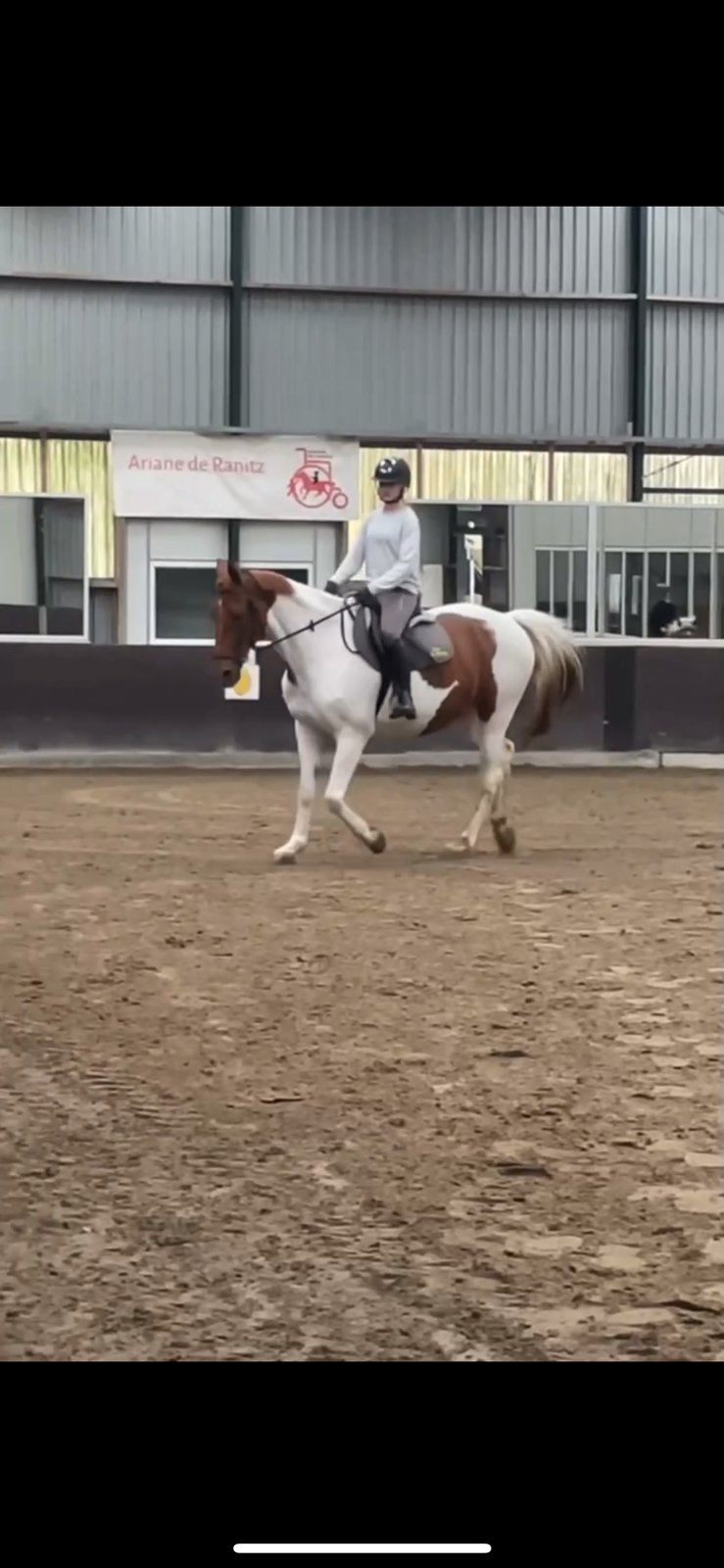 Bijrijdpony gezocht in Utrecht, Dieren en Toebehoren, Paarden en Pony's | Verzorgingsproducten, Ophalen of Verzenden, Nieuw