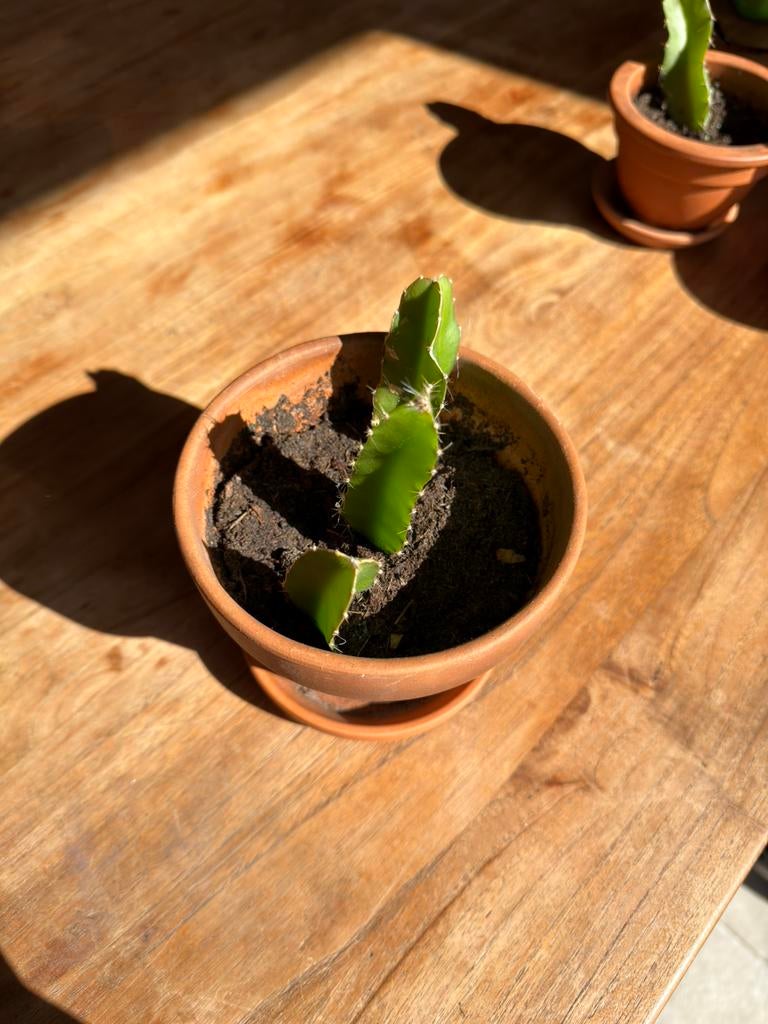 Dragon fruit plantje, Ophalen, Fruitplant, In pot, Minder dan 100 cm