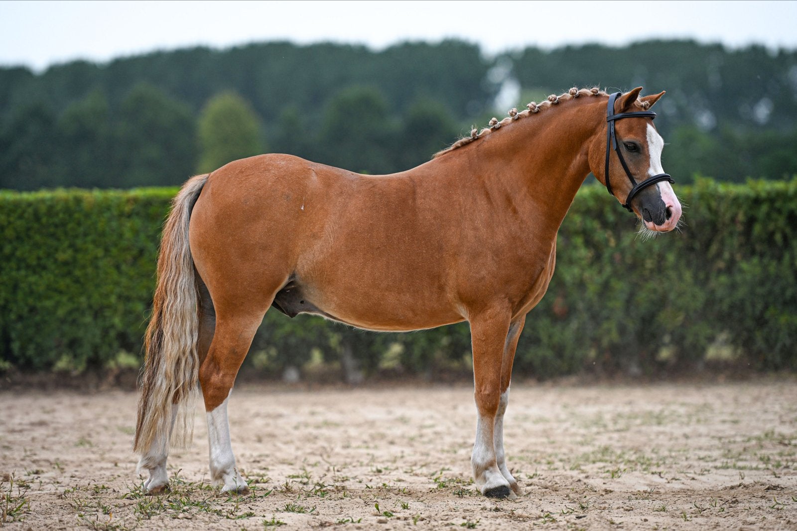 4-jarige Welsh A ruin | ca. 1.22 m | leuke pony met stamboom, Minder dan 160 cm, Met stamboom, Ruin, Dressuurpaard