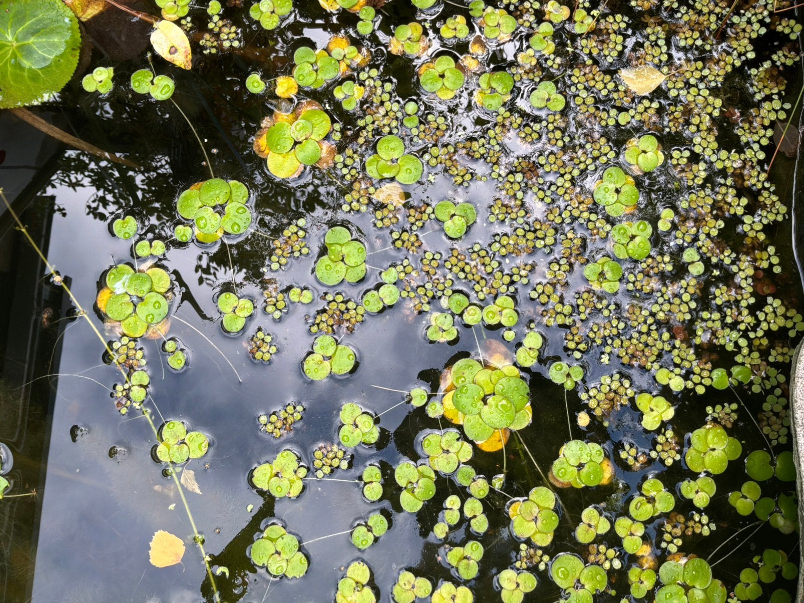 Gratis drijvende waterplanten, Tuin en Terras, Ophalen, Zo goed als nieuw