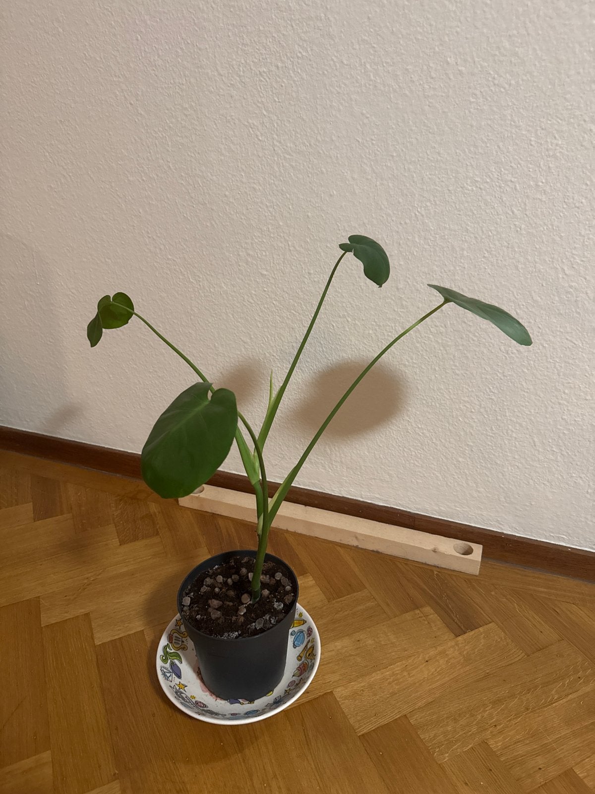 Monstera plant met 4 bladeren, Ophalen, Overige soorten, Halfschaduw, In pot