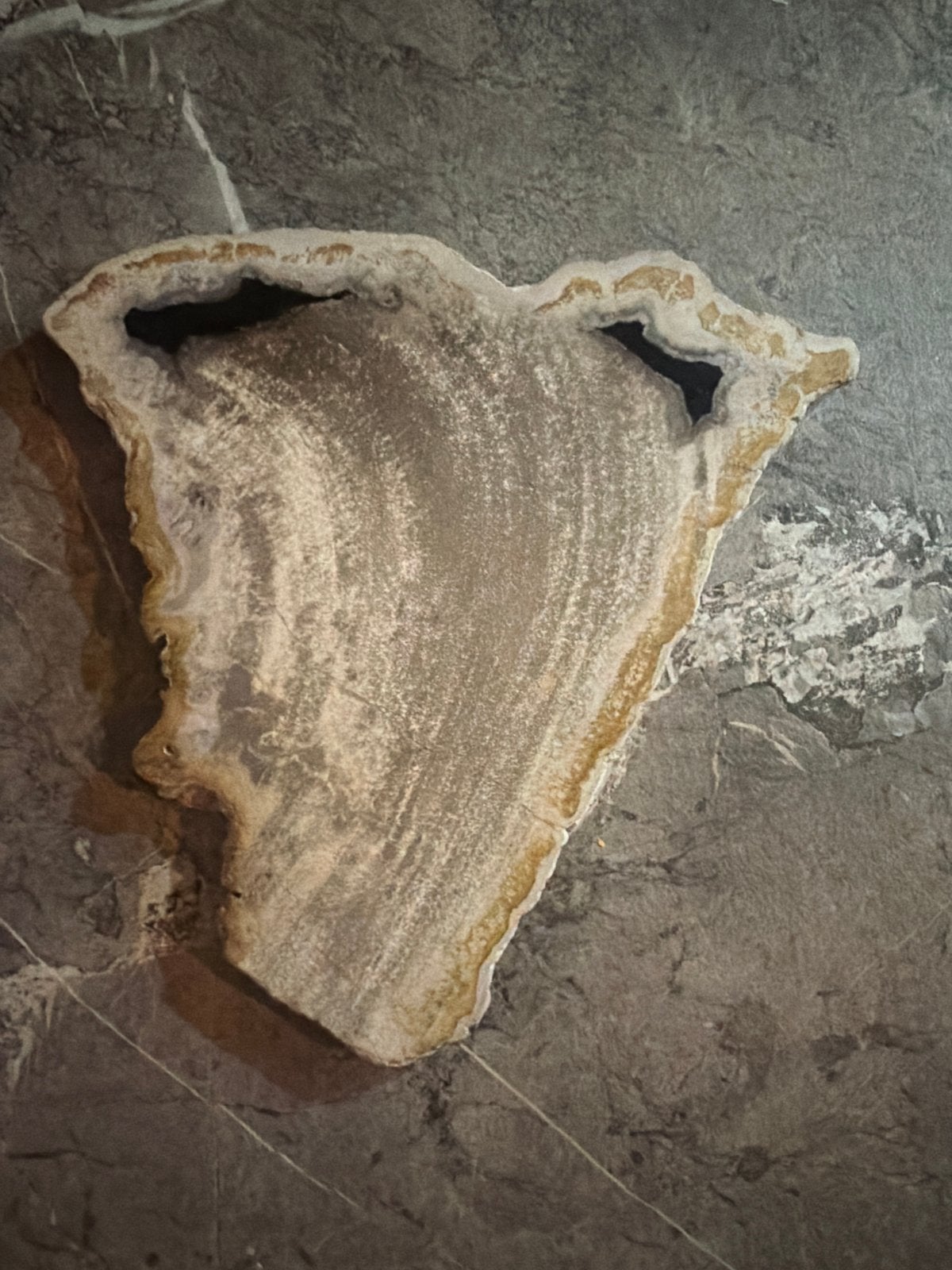 Uniek versteend hout. - Natuurlijke Decoratie, Ophalen