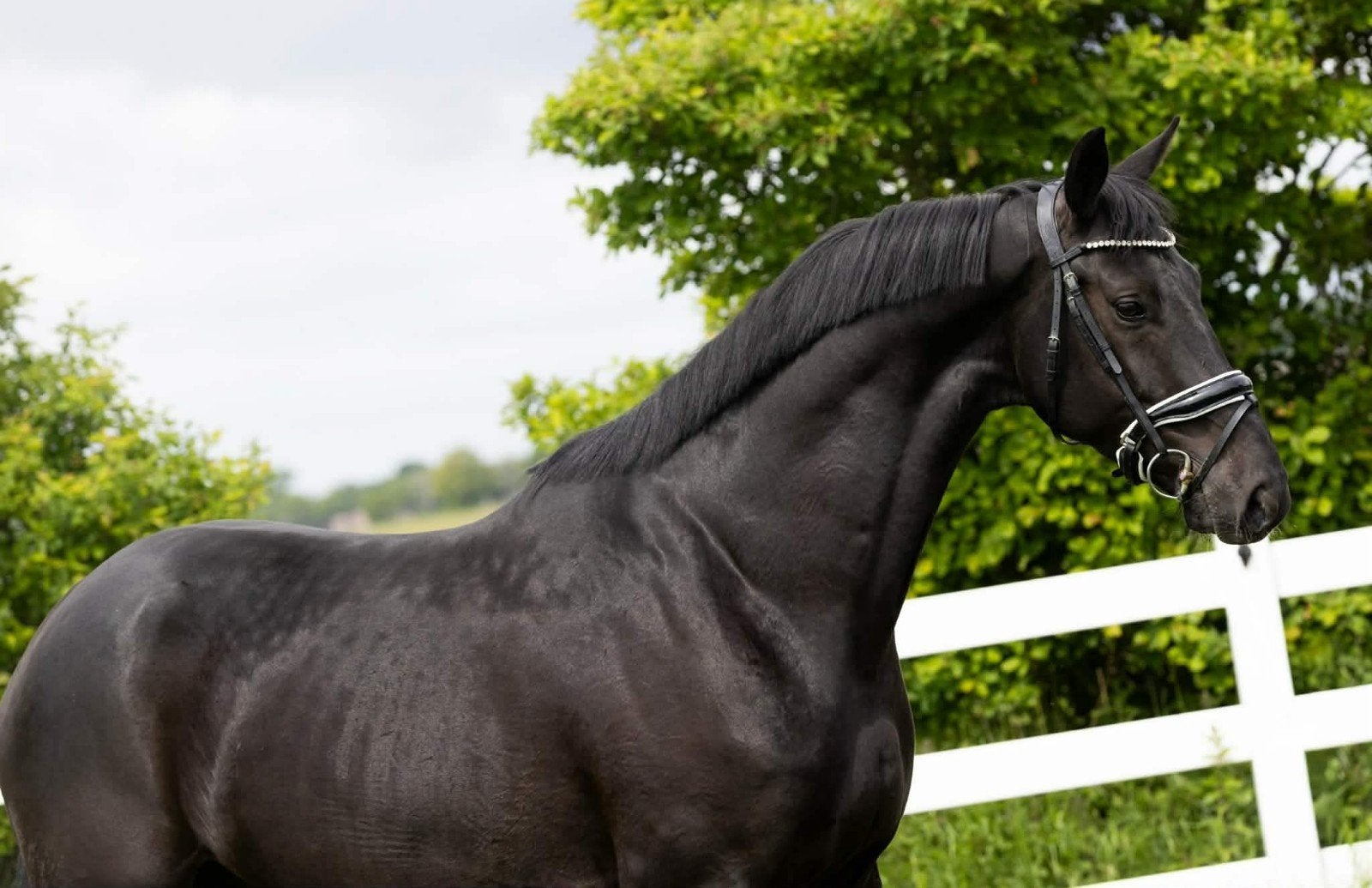 Super gave 5 jr ruin, Dieren en Toebehoren, Paarden, Ruin, B, 165 tot 170 cm, 3 tot 6 jaar, Dressuurpaard, Met stamboom, Gechipt