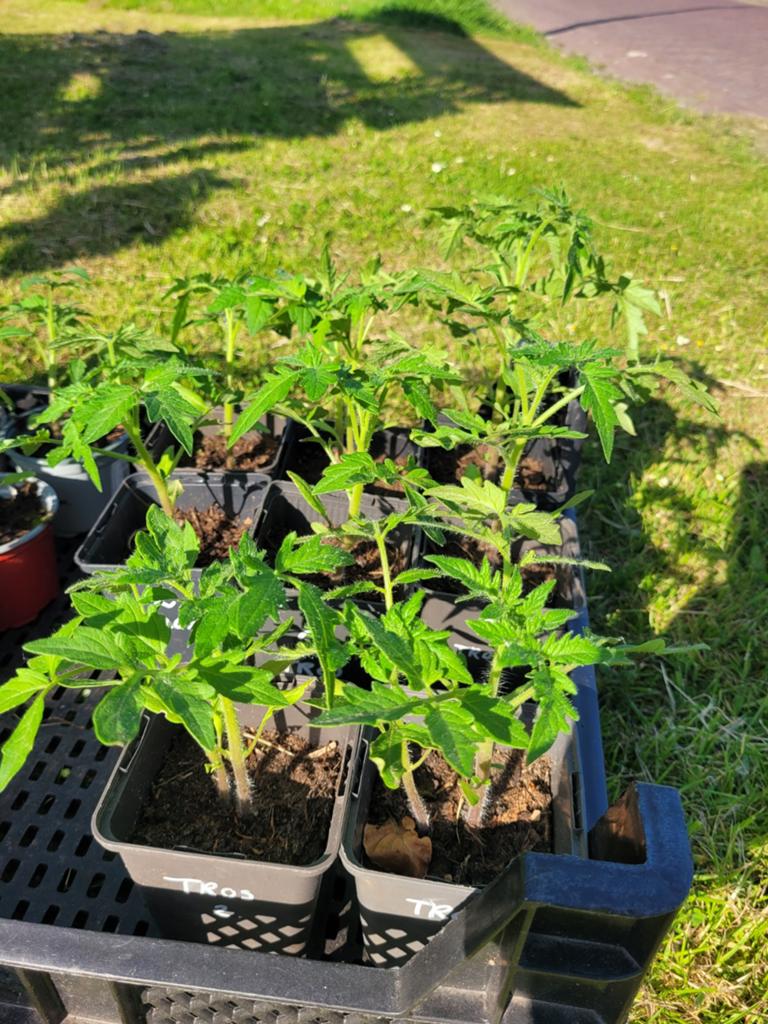 Tomatenplantjes, Tuin en Terras, Ophalen, Eenjarig, Groenteplanten, Volle zon