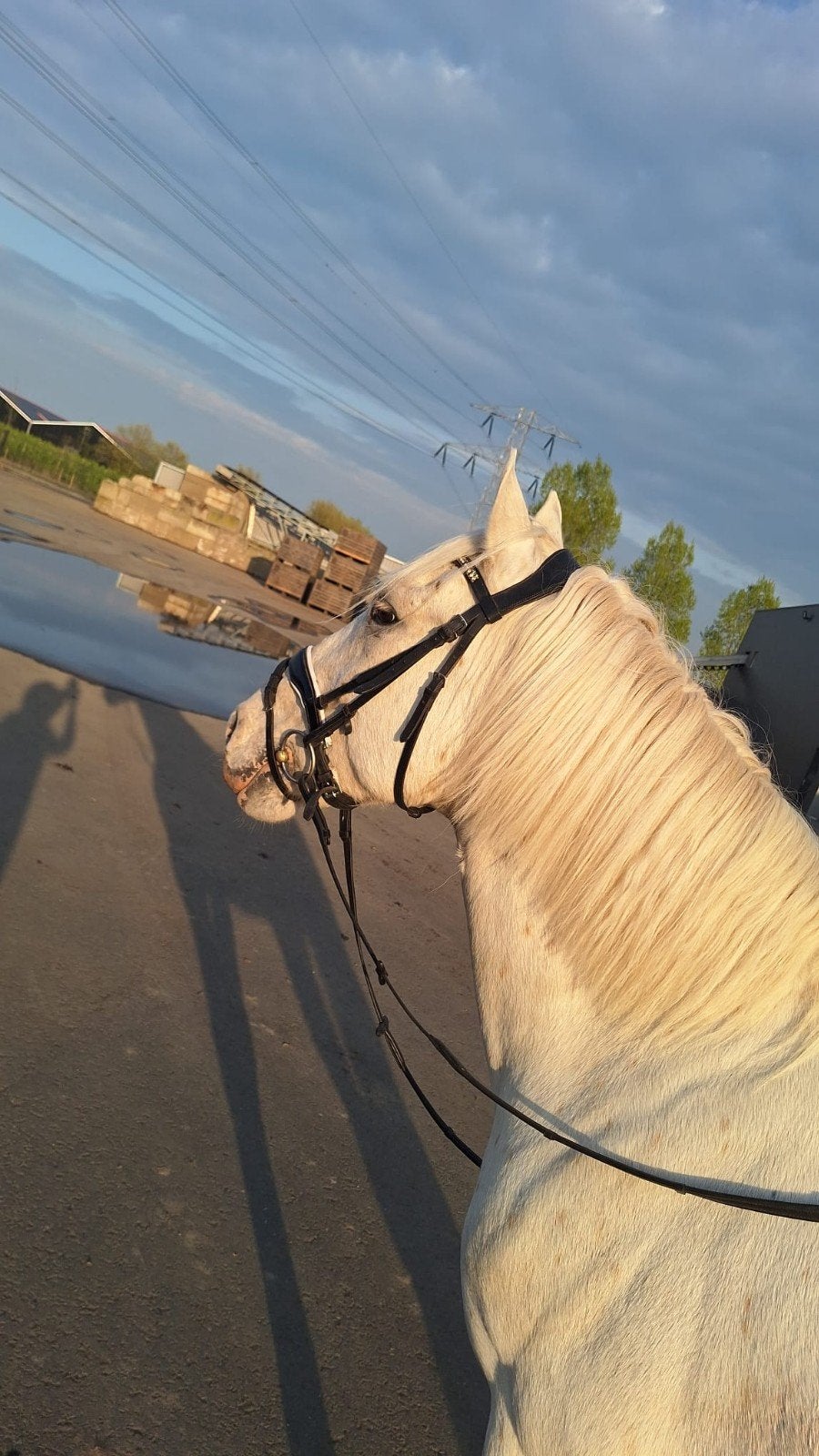D pony, Ruin, Ontwormd