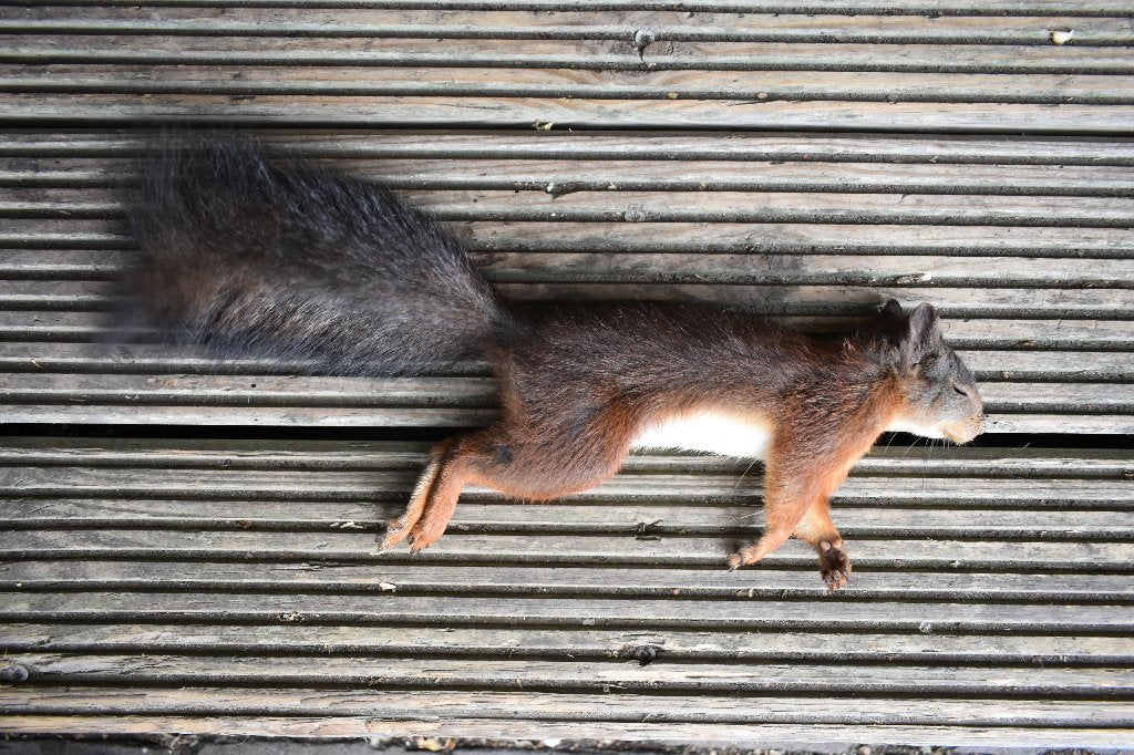 eekhoorn om op te zetten, Ophalen of Verzenden, Zo goed als nieuw, Wild dier, Overige typen