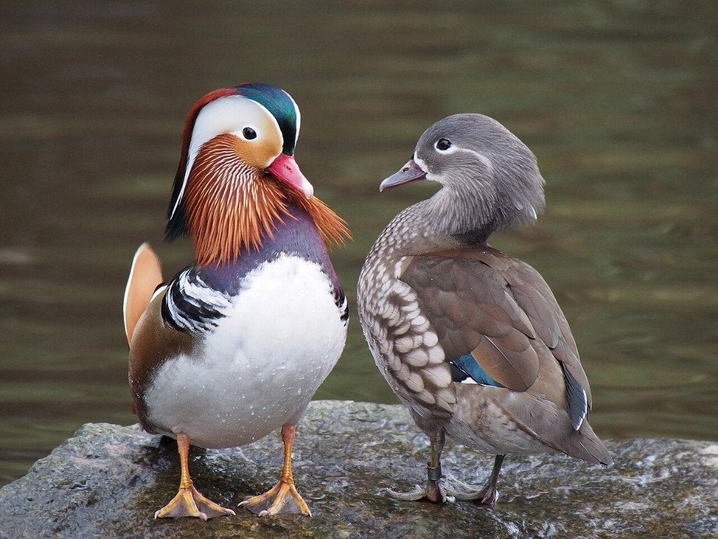 Sier eenden, Dieren en Toebehoren, Pluimvee, Meerdere dieren, Eend