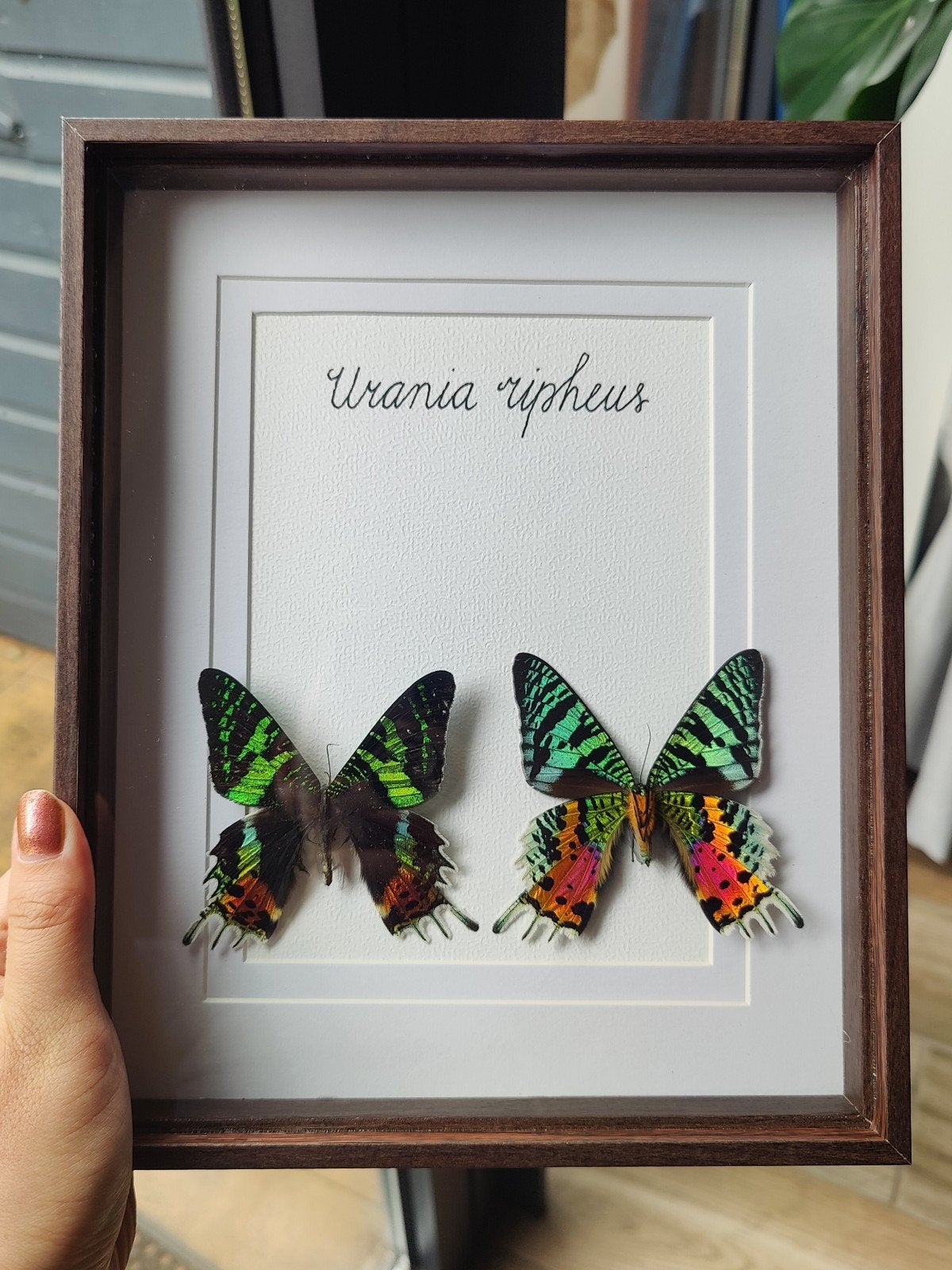 Opgezette vlinder in lijst / taxidermie - Urania ripheus, Verzamelen, Dierenverzamelingen, Ophalen of Verzenden