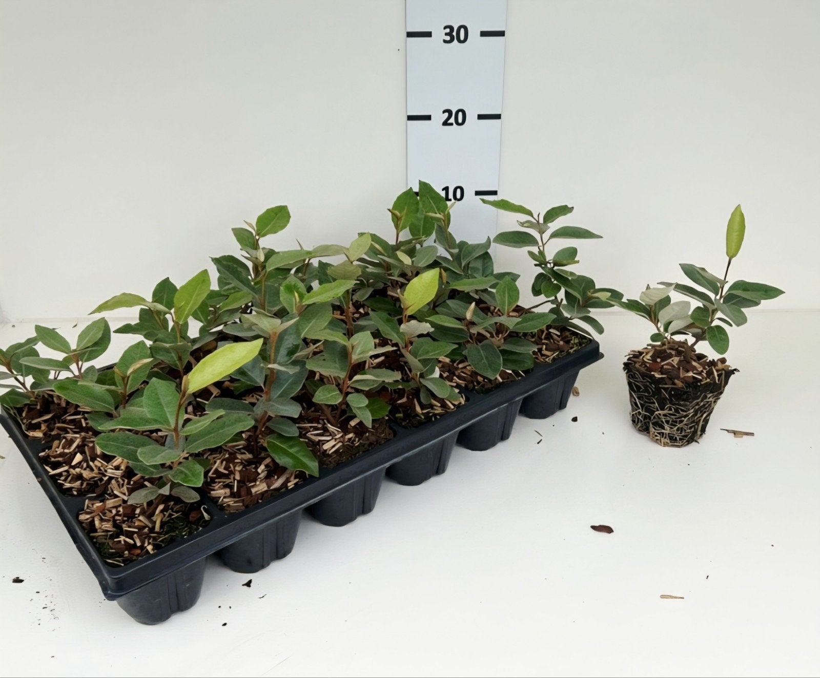 Elaeagnus ebbingei🌿 (Olijfwilg) groenblijvende haagplant, Ophalen, Rechthoekig, Hout