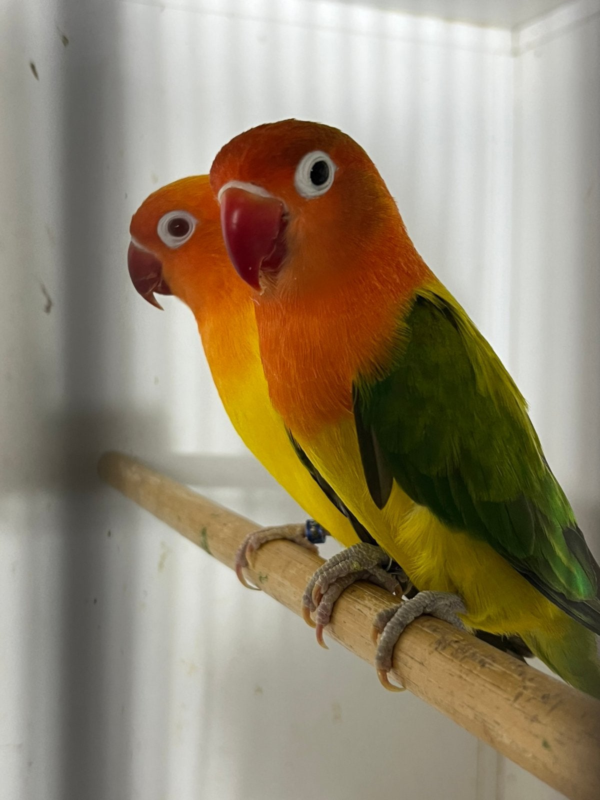 Diverse soorten Fischeri Tekoop Lutino/Splitten, Meerdere dieren, Dwergpapegaai of Agapornis, Pratend
