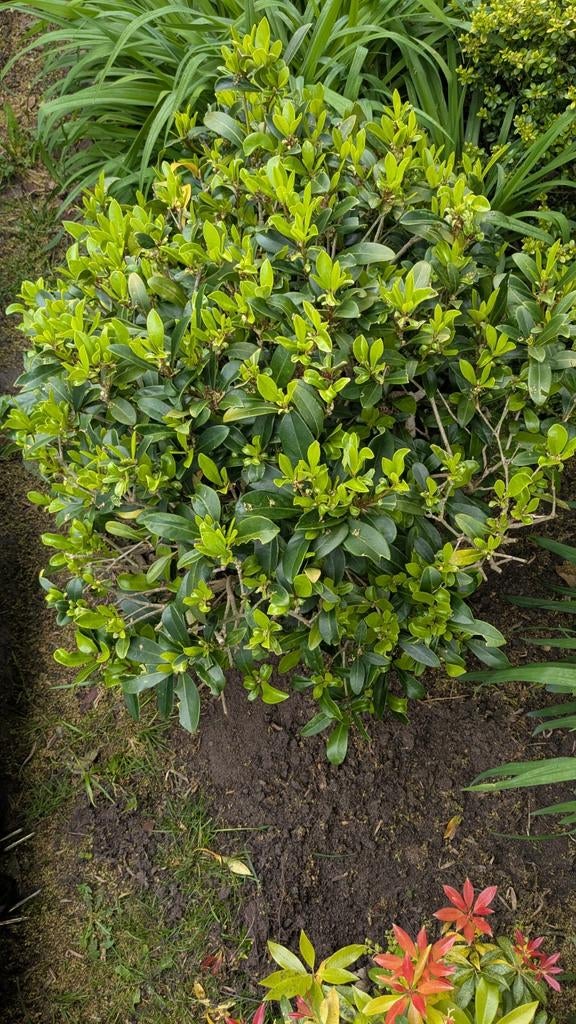 Japanse hulst (Heester) - 60-70 cm hoog, Vaste plant, Bloeit niet, Halfschaduw, Ophalen