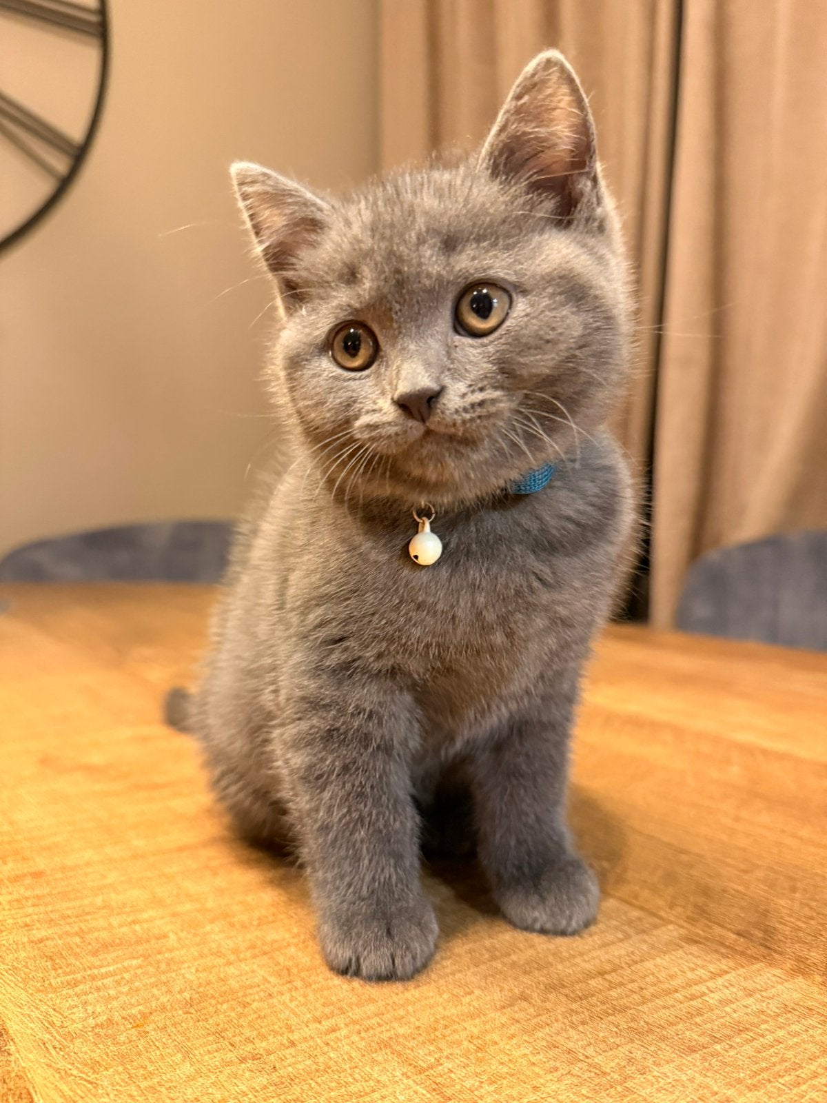 Britse Korthaar x Blauwe Rus - kittens zoeken gouden mandje, Poes, Ontwormd, 0 tot 2 jaar