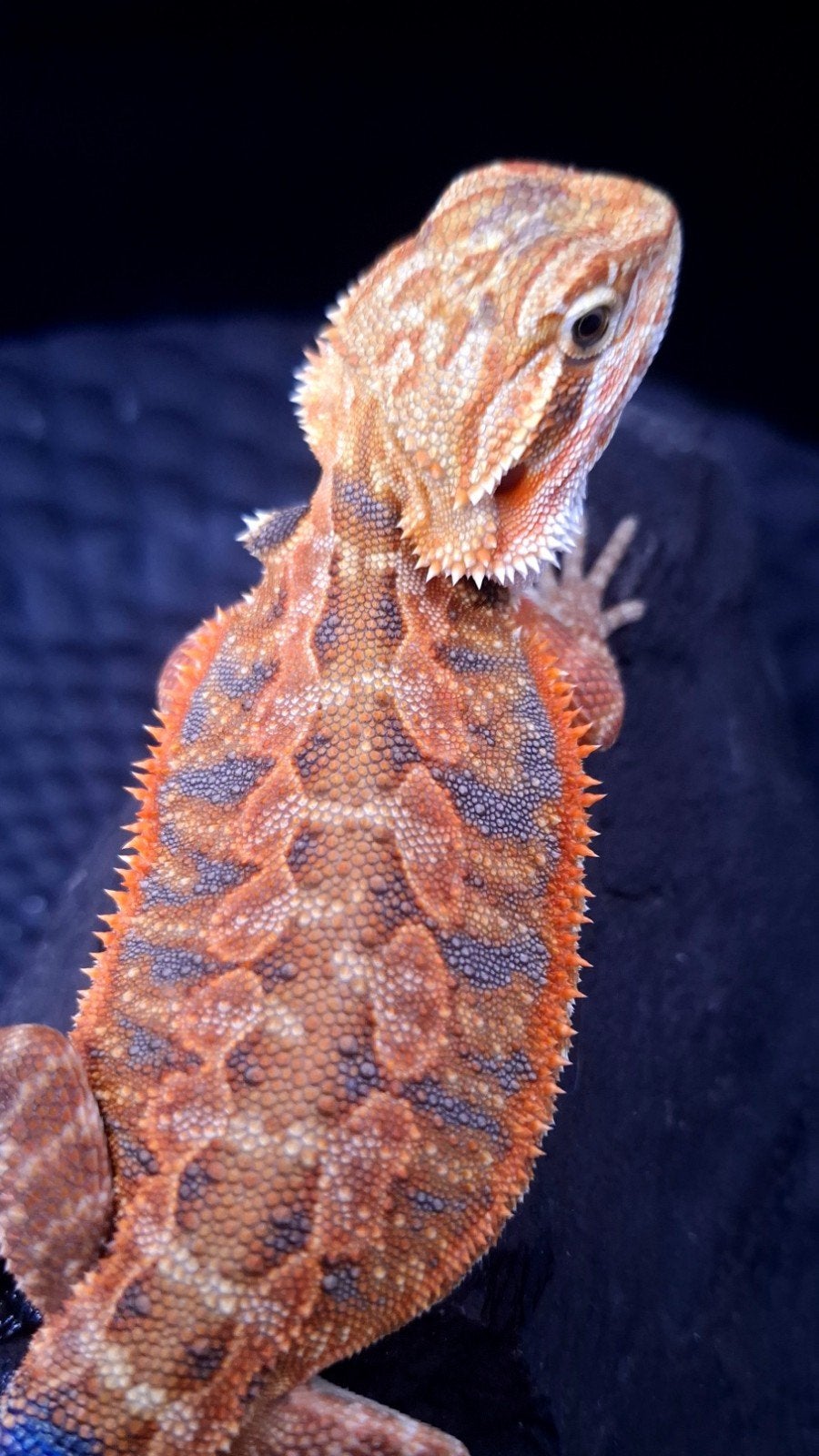 50% Red Monster Tiger Hypo/Witblits/Trans
Baardagaam Man, Dieren en Toebehoren, Reptielen en Amfibieën, Hagedis, 0 tot 2 jaar