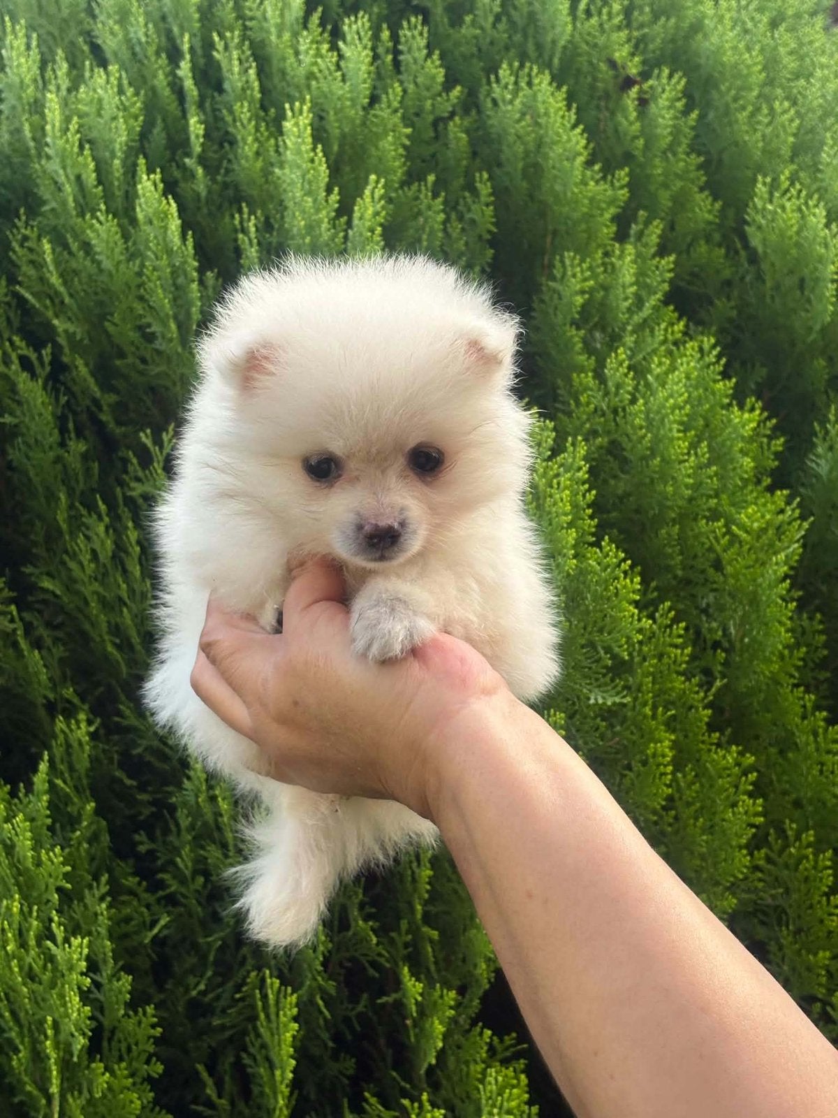 Pomeriaan puppy, Dieren en Toebehoren, België, Fokker | Hobbymatig, Keeshond, 8 tot 15 weken