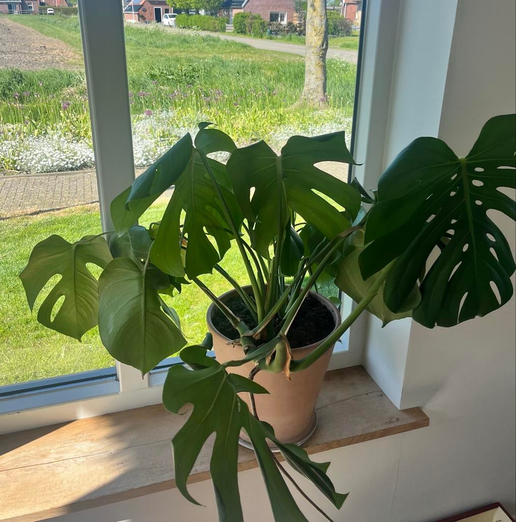 Grote Monstera Deliciosa - Kamerplant, Ophalen, Overige soorten, Halfschaduw, Minder dan 100 cm