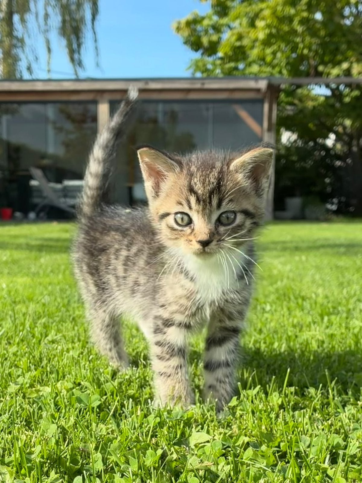 Prachtige kittens !!, Meerdere dieren, Kortharig, 0 tot 2 jaar