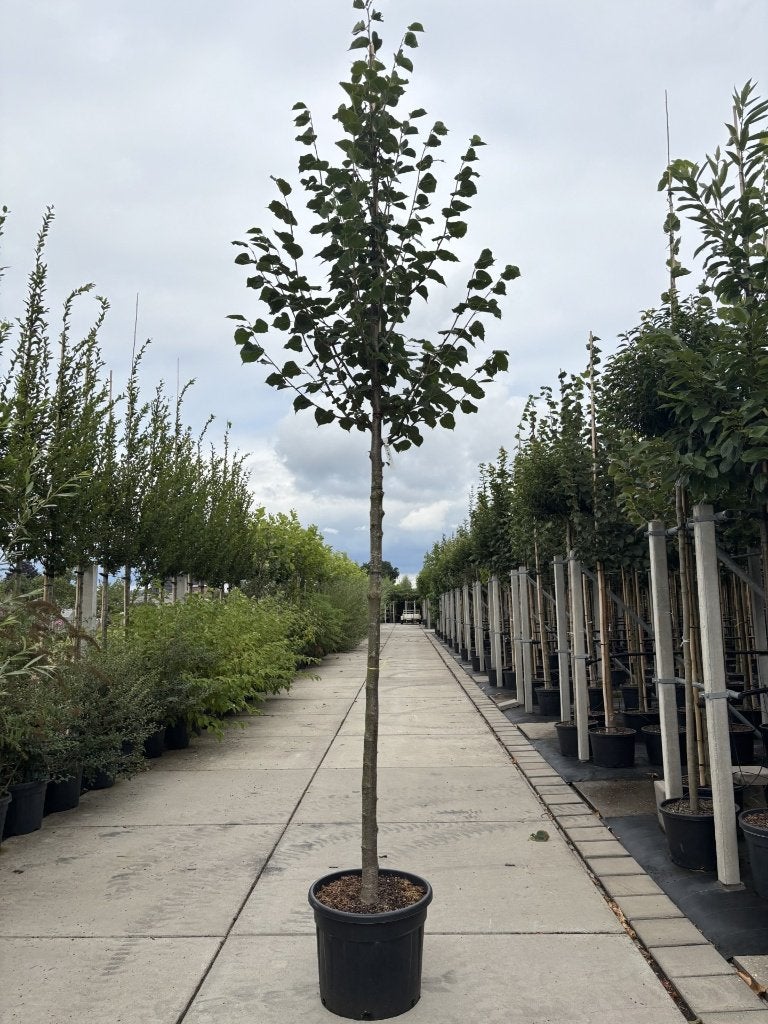 Tilia  europaea ‘Pallida’ vanaf €139,99  | Koningslinde, Minder dan 100 cm, Zomer, Volle zon, In pot