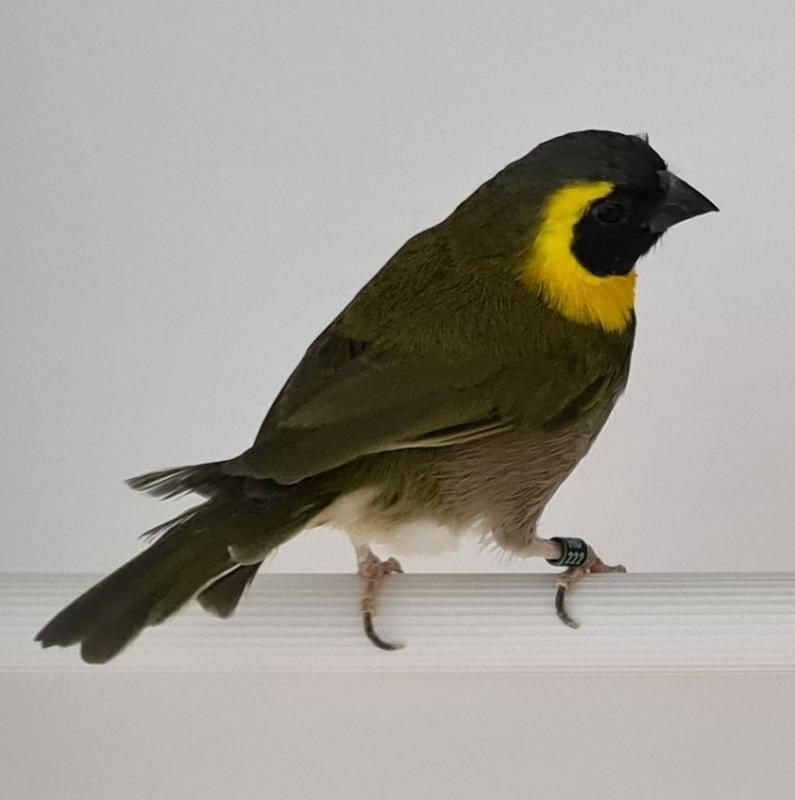 Kleine cubavnk mannen 2026, Mannelijk, Tropenvogel