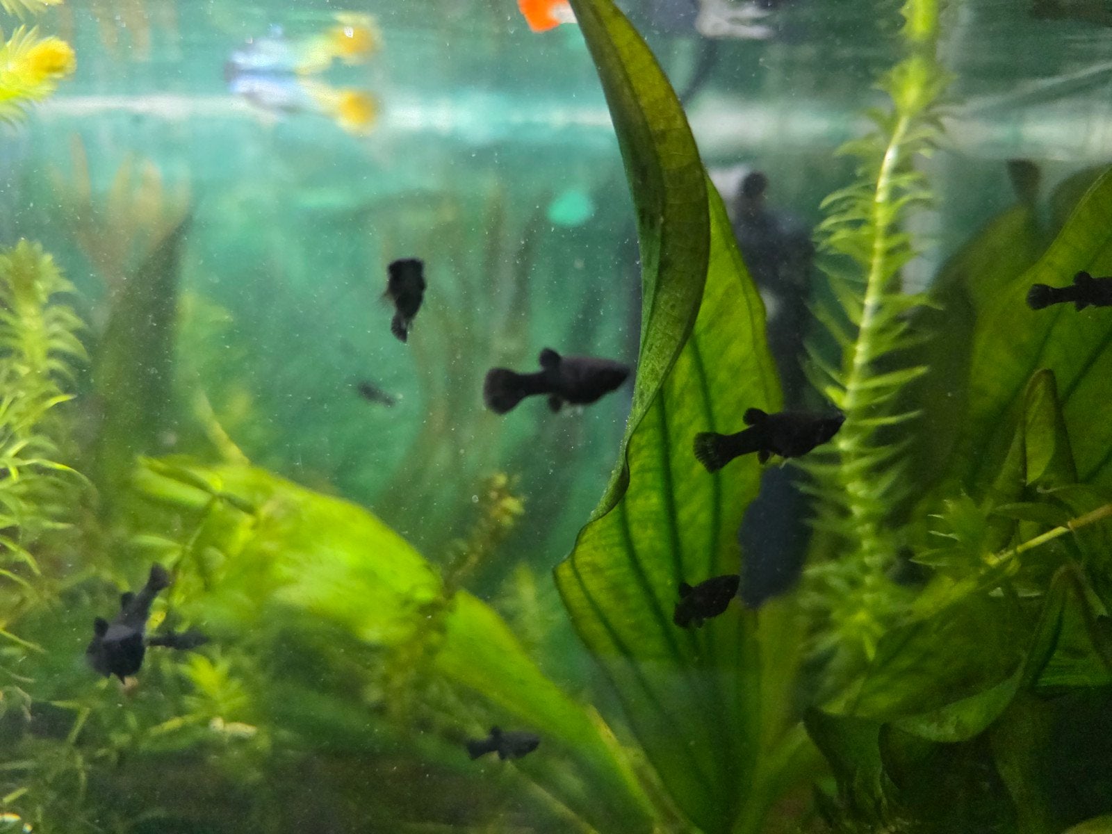 Jonge black mollies, Vis, Zoetwatervis, Schoolvis