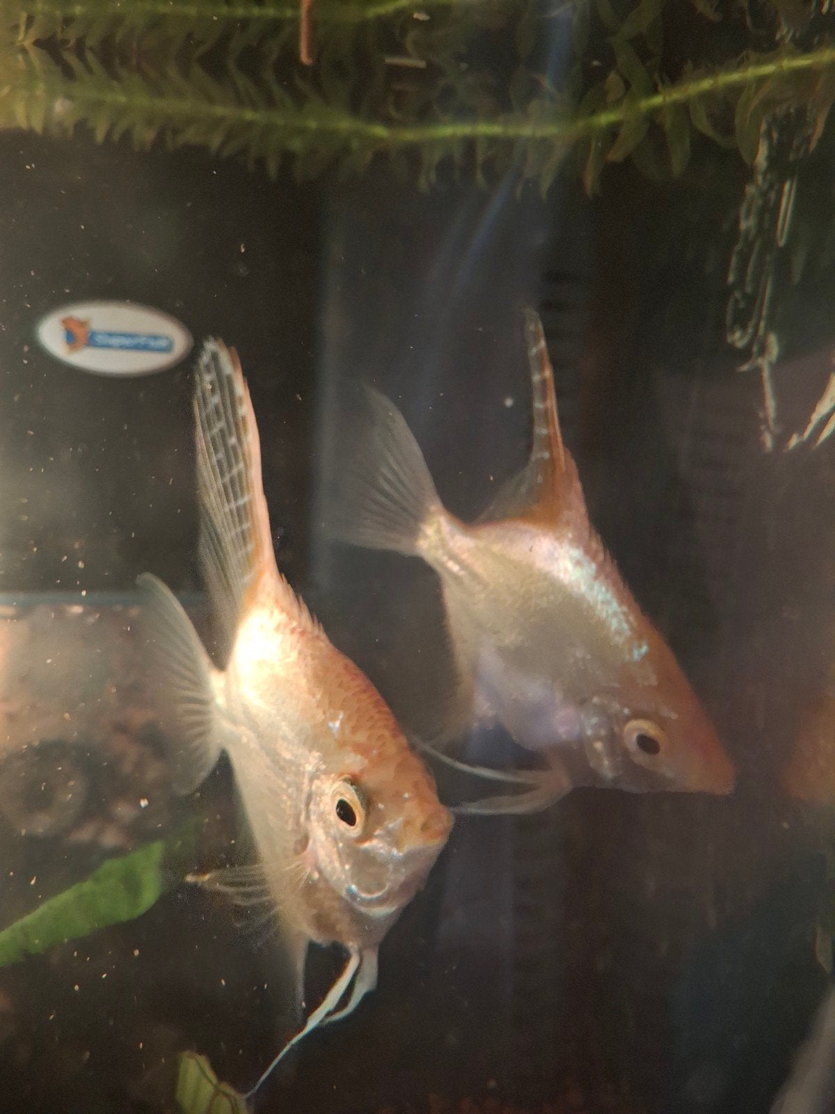 Koppel maanvissen, Dieren en Toebehoren, Vissen | Aquariumvissen, Vis