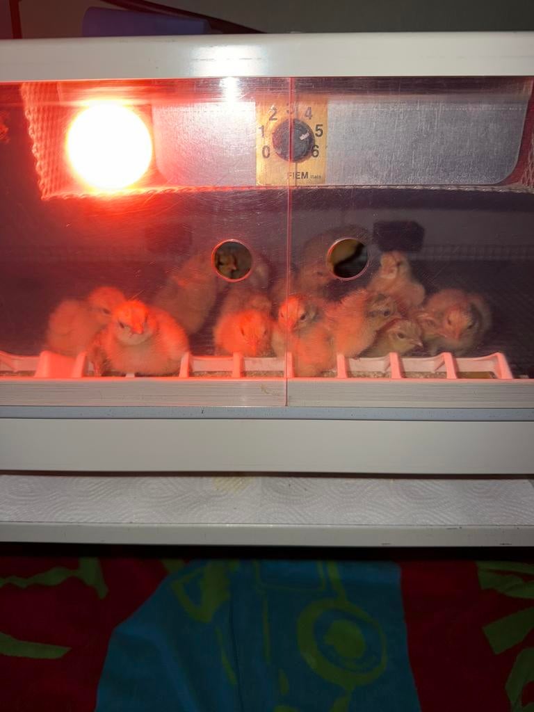 Opal lavender legbar haantjes eieren komen van Duitsland, Dieren en Toebehoren, Ophalen, Nieuw