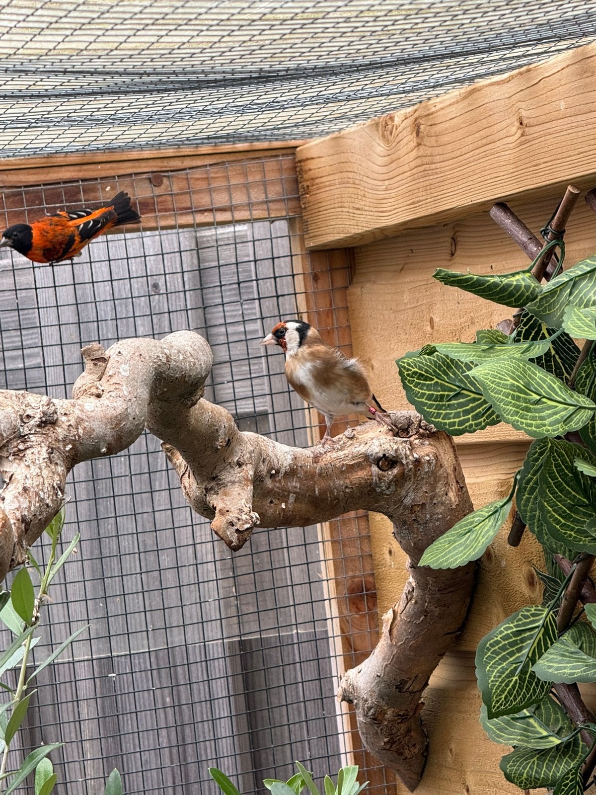 Bloemputter man, Mannelijk, Wildzangvogel, Geringd
