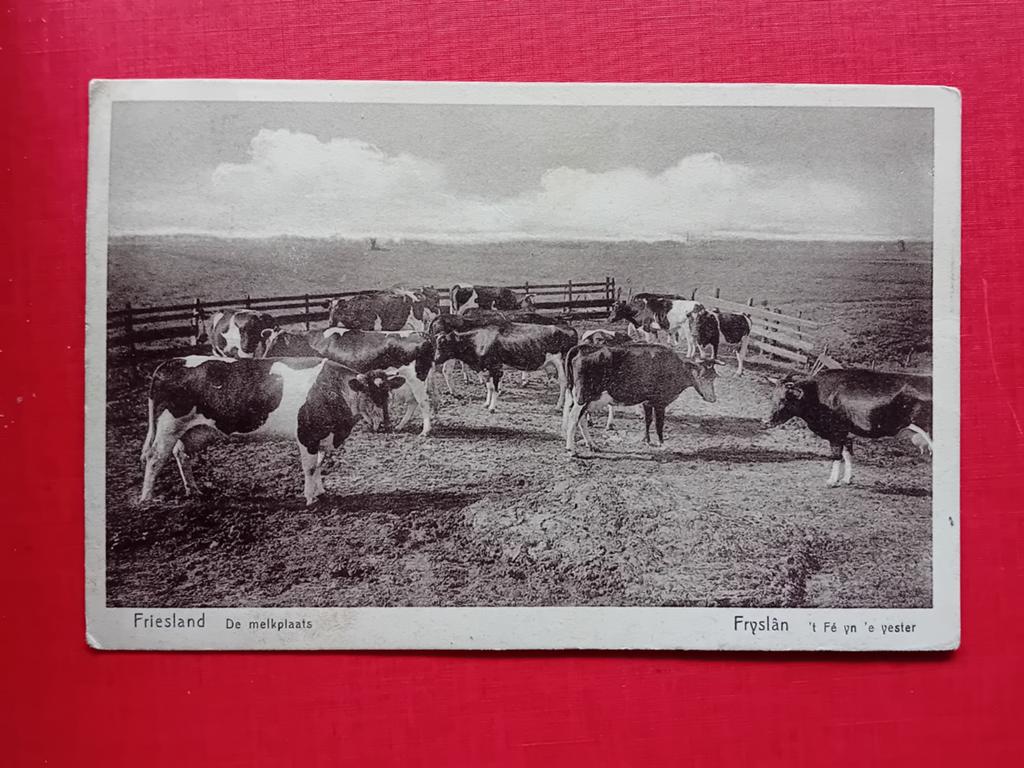 Ansichtkaart Friesland de melkplaats, Ophalen of Verzenden, 1920 tot 1940, Friesland