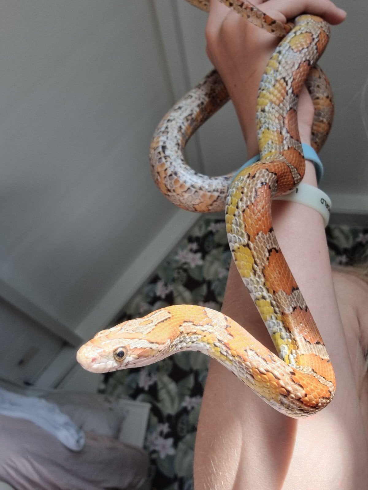 Koppel rattenslangen Rat Snake photo 3