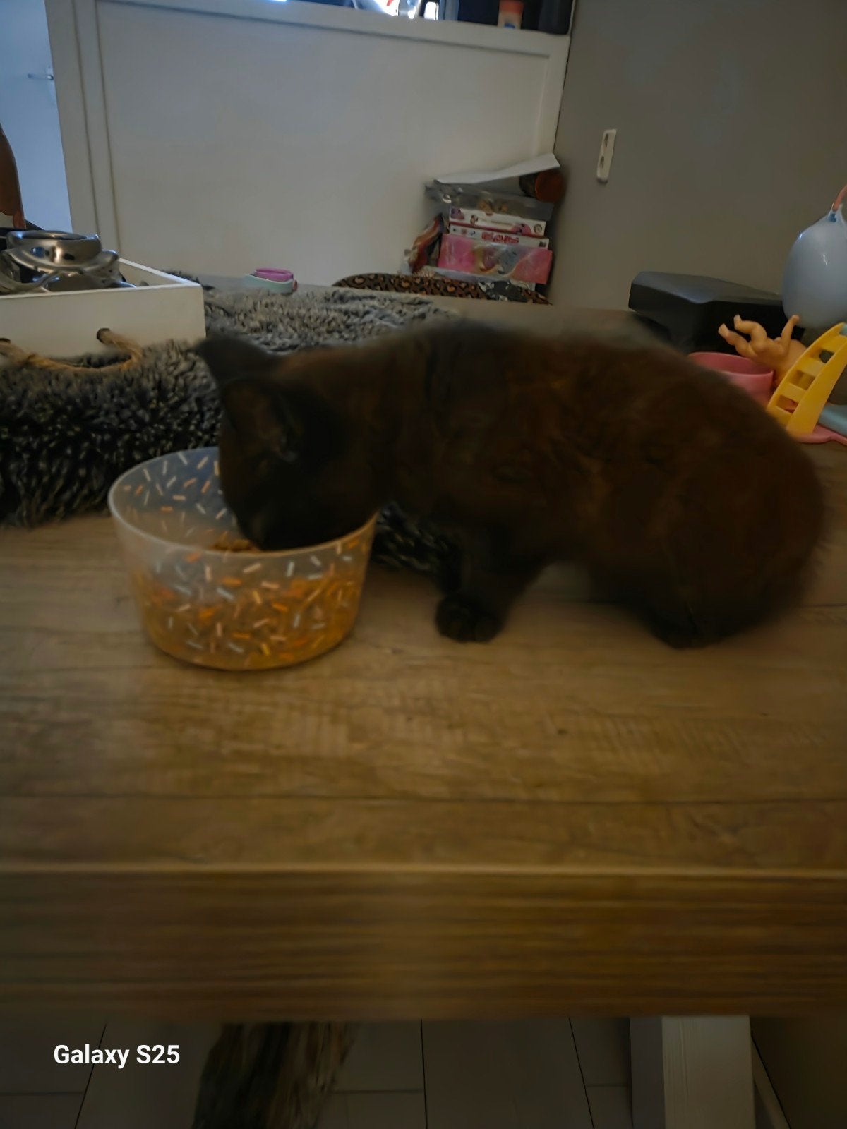 Kitten, Kater, Kortharig, 0 tot 2 jaar