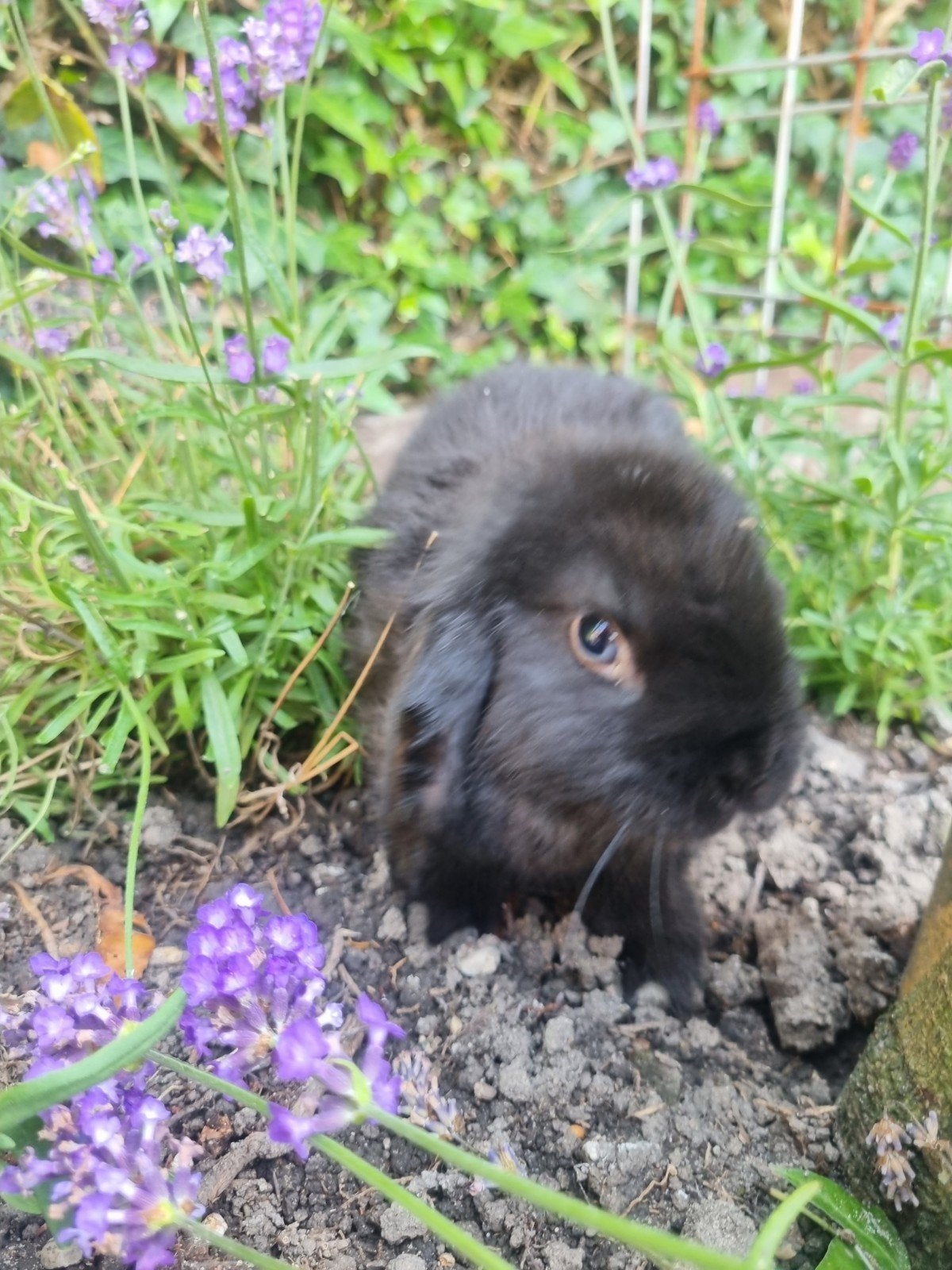 Jonge dwerg hangoortjes minilopjes, Mannelijk, Dwerg, Hangoor, 0 tot 2 jaar