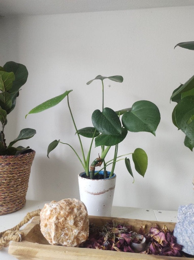 Monstera Deliciosa - 4 plants in 1 pot / 50 cm / without pot, Ophalen, Overige soorten, Halfschaduw, Minder dan 100 cm