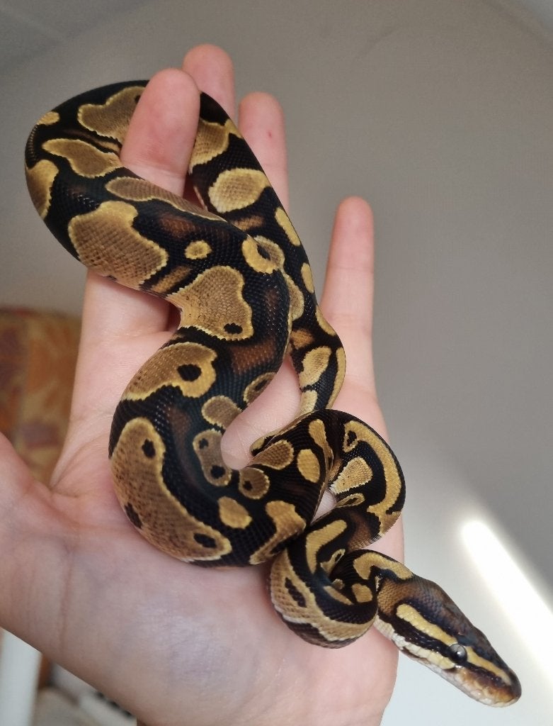 0.1 66% het dreamsicle dame koningspython Ball Python - female for sale from Snakesnballoons