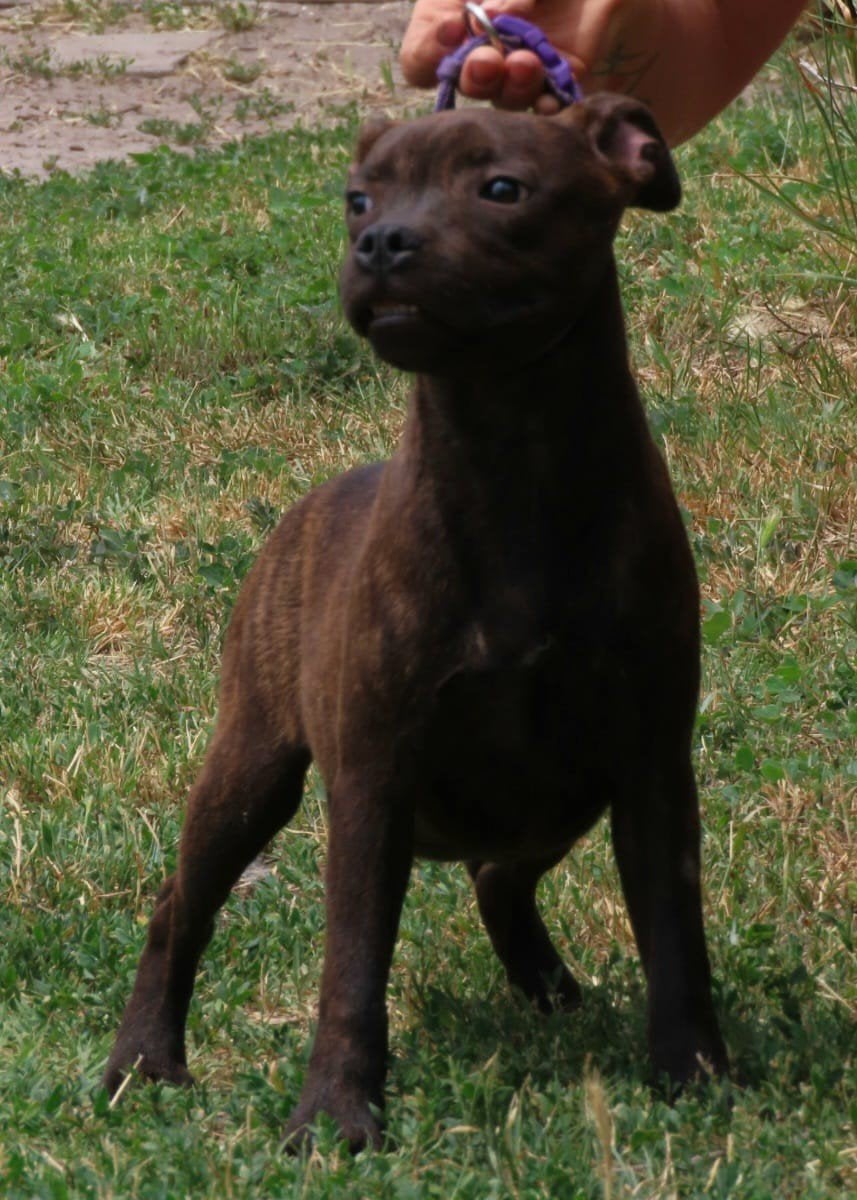 Staffordshire bull terriër reutje beschikbaar, Particulier, 15 weken tot 1 jaar, Buitenland, Parvo