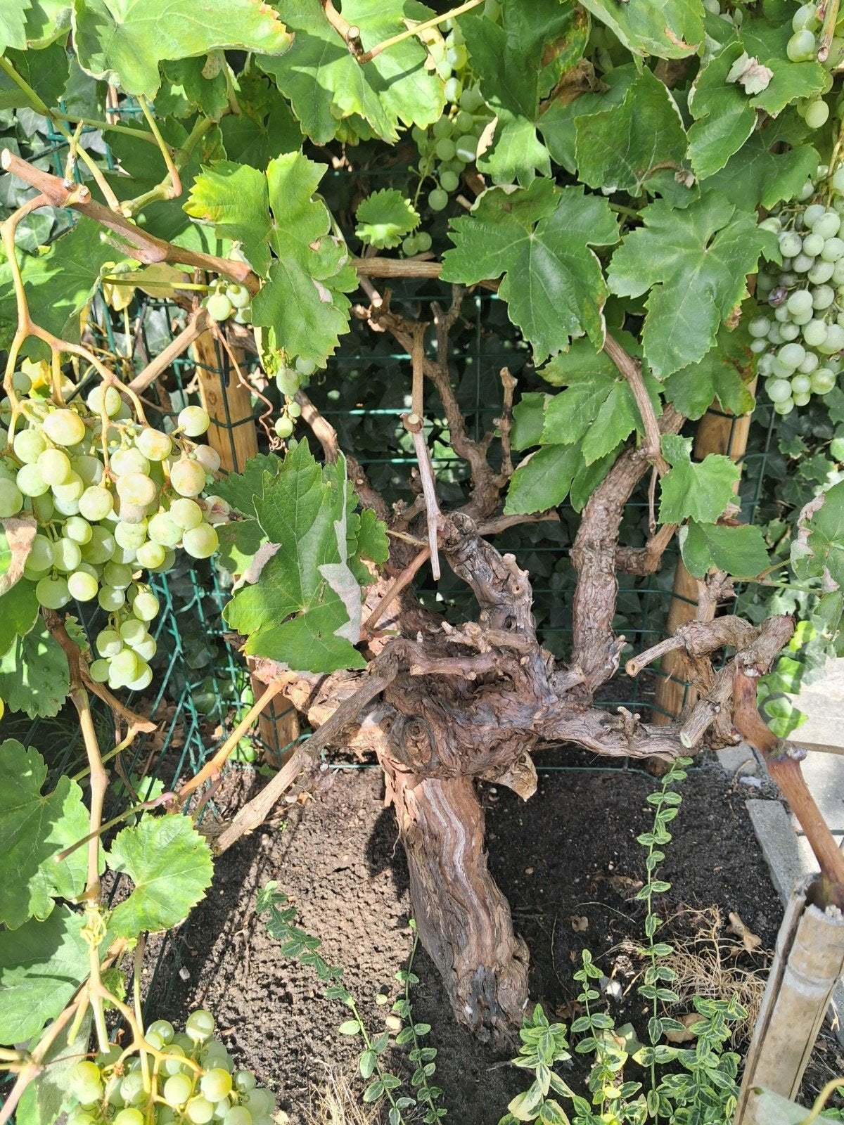 mooie oude druivenrank, Tuin en Terras, Ophalen, Halfschaduw, Overige soorten