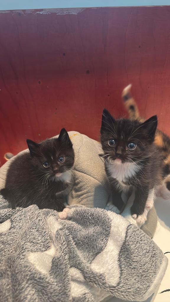 Zwart witte kitten kruising ragdoll, Poes