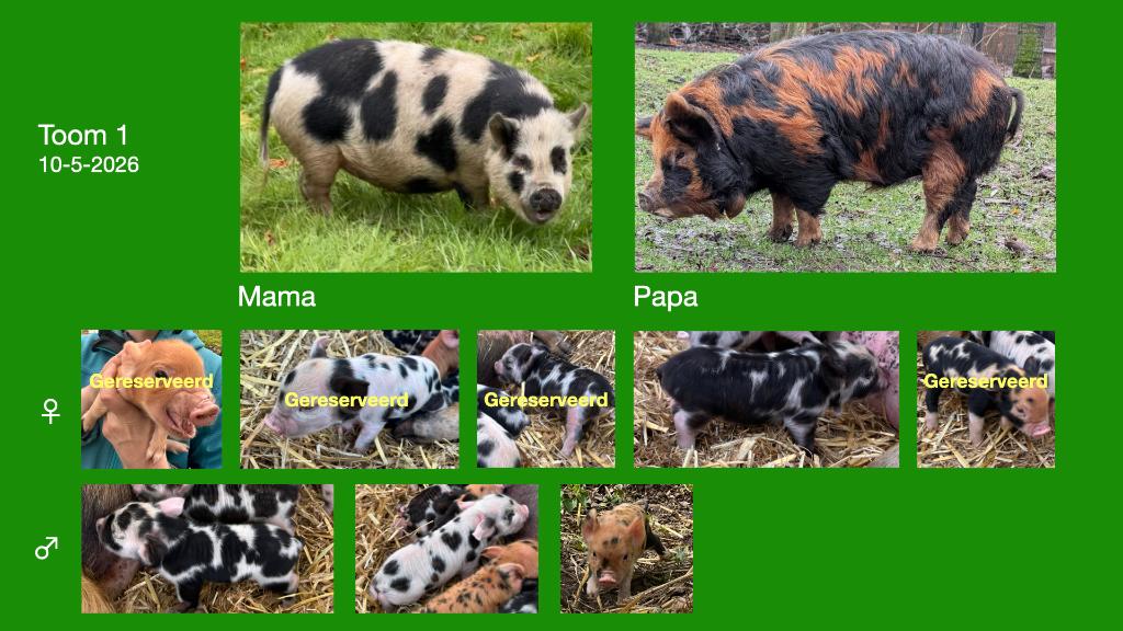 Kune Kune biggen  – geboren 10 & 11 mei 2026, Dieren en Toebehoren, Meerdere dieren, Varken, 0 tot 2 jaar