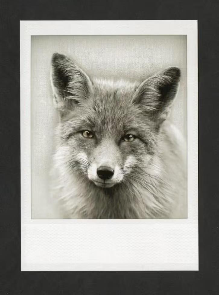 Vos Vulpes Vulpes Zwartwit., Verzamelen, Ophalen of Verzenden, 1980 tot heden, Ongelopen, Wild dier