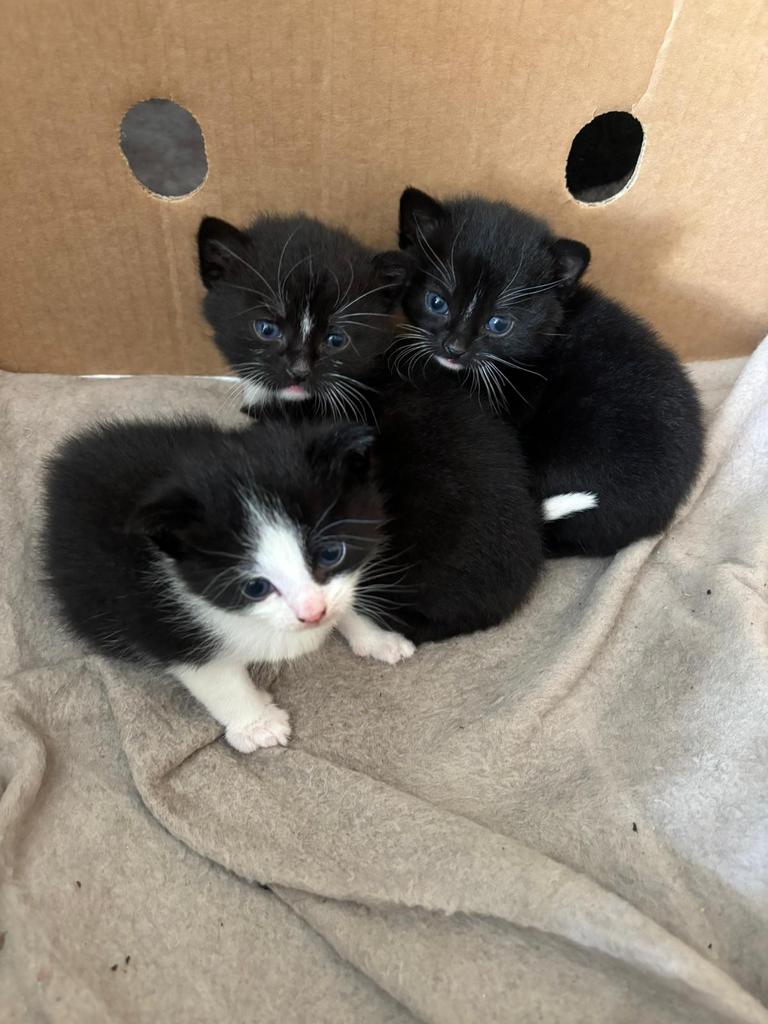 kittens, Dieren en Toebehoren, Geslacht onbekend, Kortharig, 0 tot 2 jaar