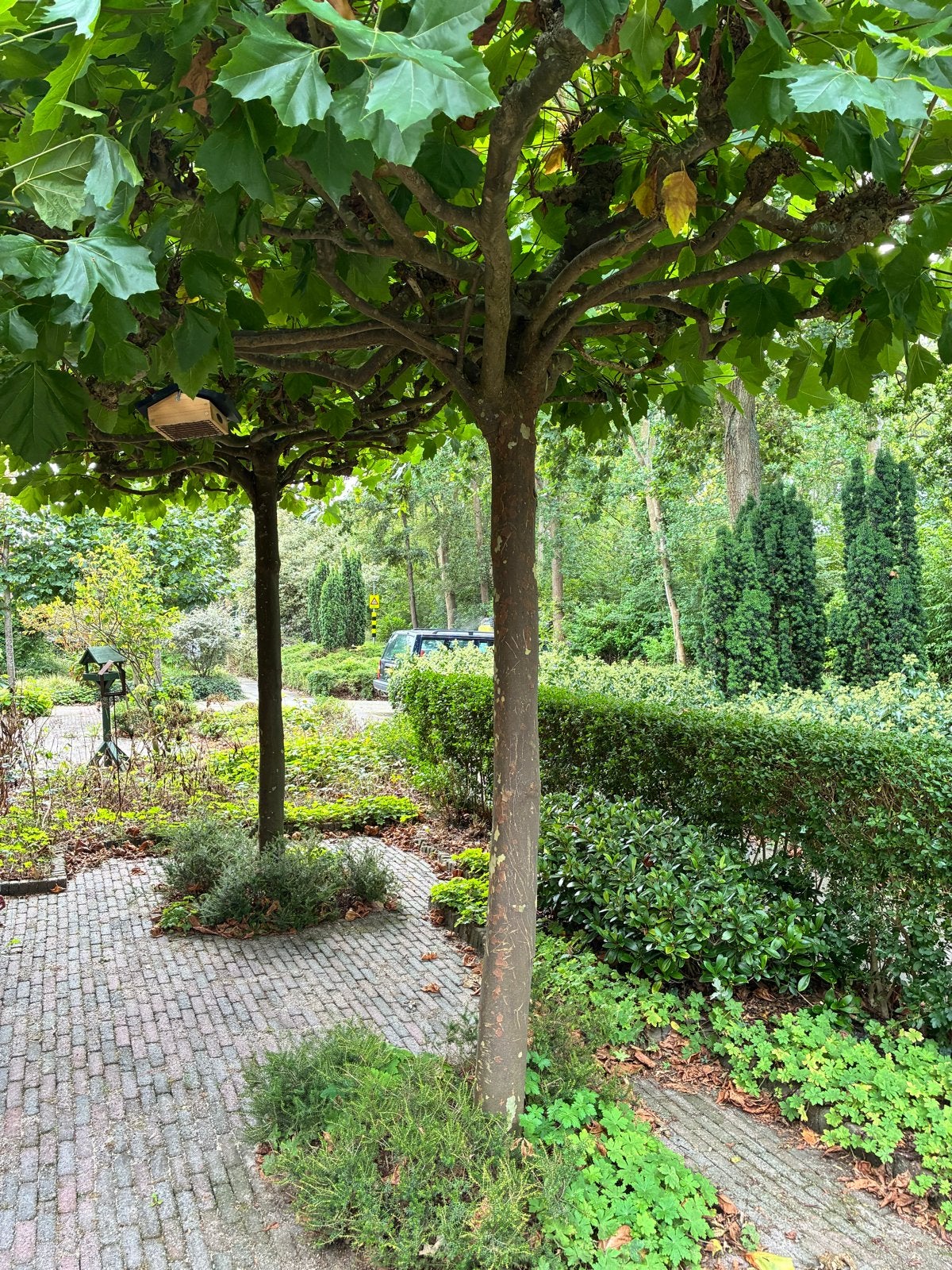 Twee volwassen platanen, Tuin en Terras, Ophalen, Leiboom, Halfschaduw, Lente