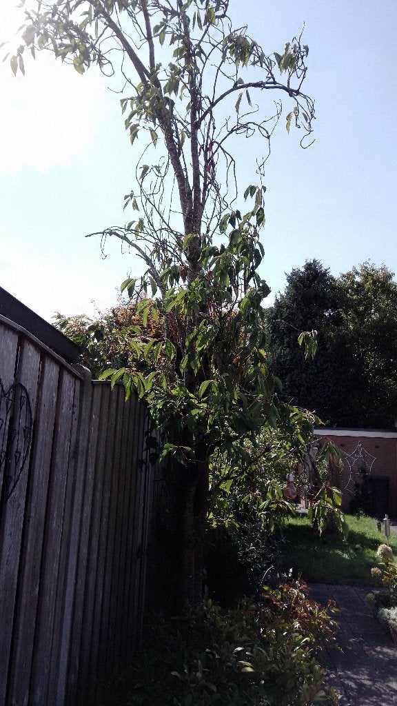 Gratis Japanse Sierkers Prunus, Tuin en Terras, Planten | Bomen, Overige soorten, Lente, 100 tot 250 cm, Ophalen