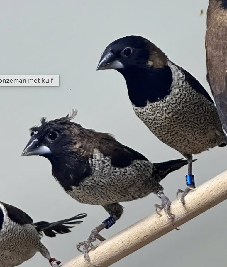 Molukse bronzeman met kuif pop, Dieren en Toebehoren, Vrouwelijk