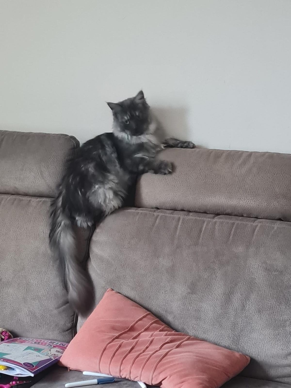 Main Coon poes, Poes, 0 tot 2 jaar