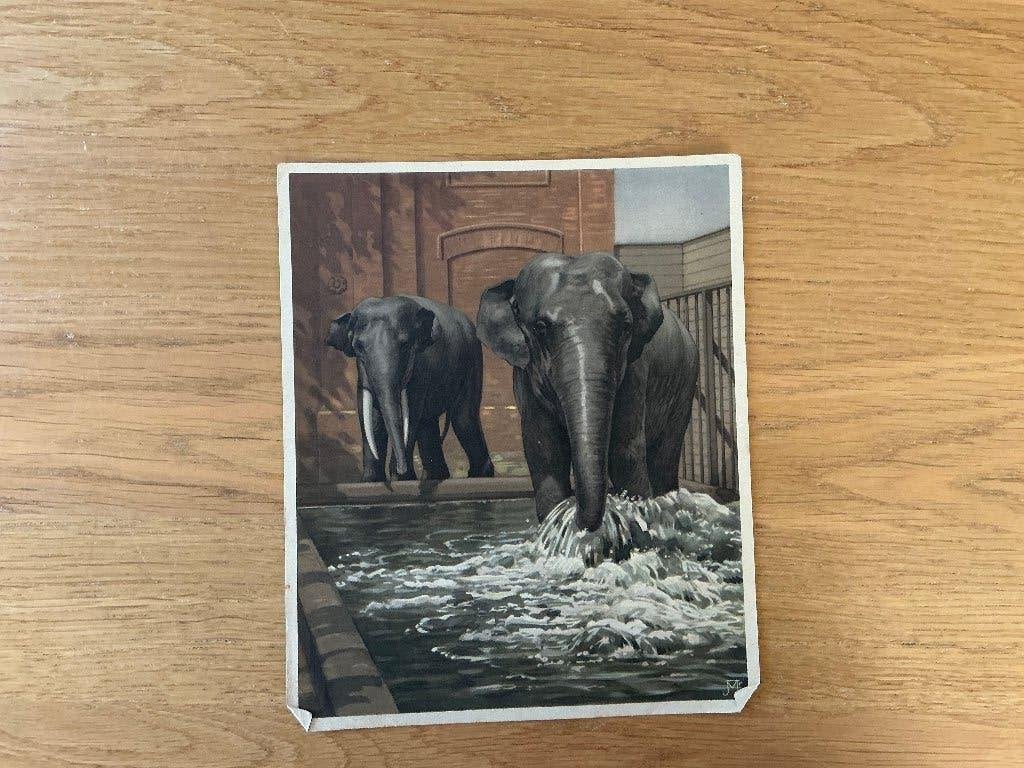Plaatjes Verkadealbums, Ophalen of Verzenden, Gelezen