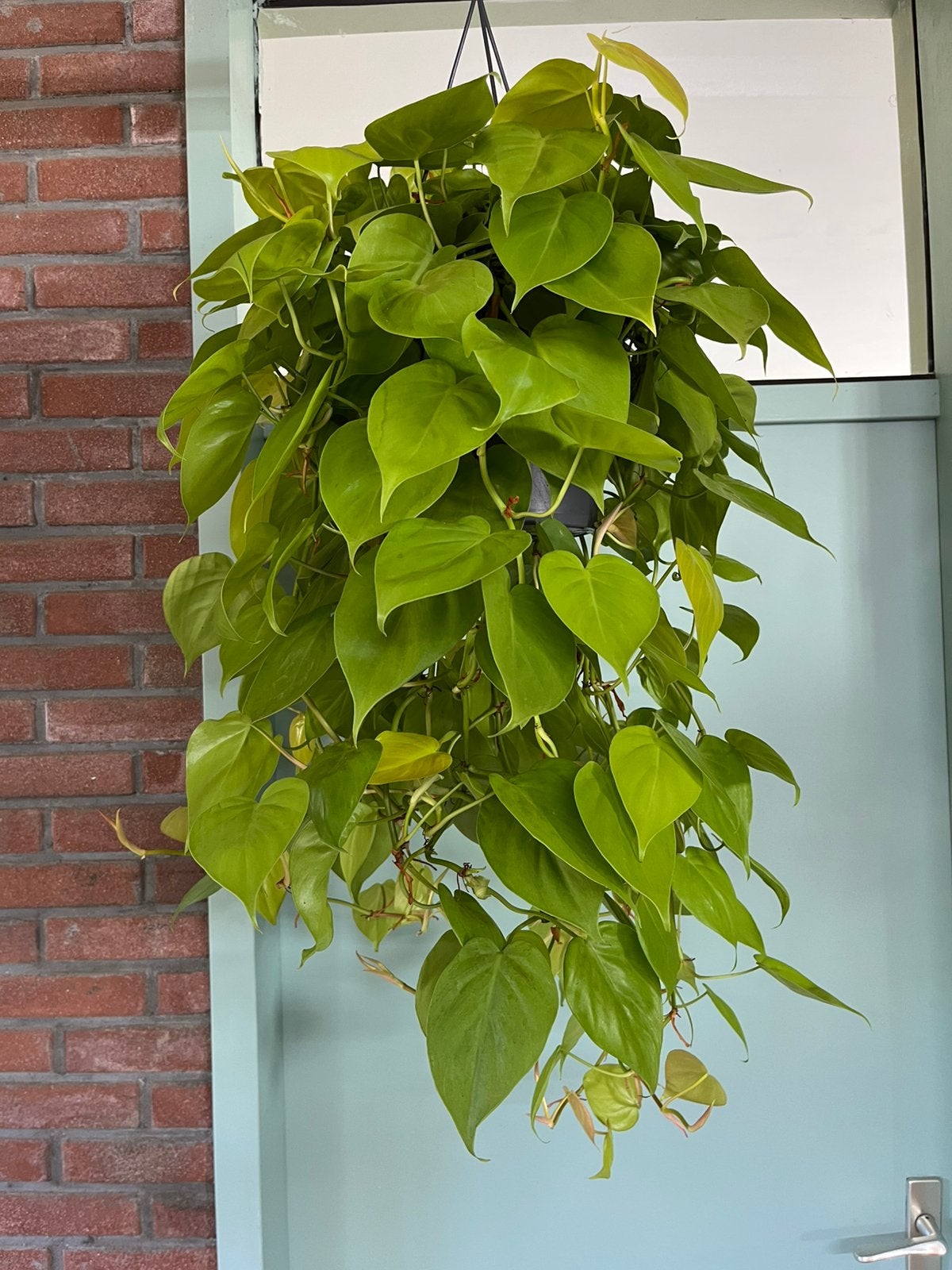 Philodendron ‘ Lemon Lime’, Ophalen of Verzenden, Halfschaduw, Minder dan 100 cm